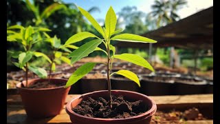 Mango Seeds  Germinating In A Pot  Growing A Mango Tree From Seed [upl. by Ylehsa]