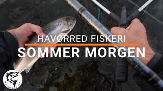 Havørred 🐟 Fiskeri 🎣Sommer Morgen ☀️ [upl. by Clarance676]