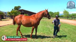 147Y VILLA CANA 9 Fusaichi Pegasus  Vilinsky [upl. by Ccasi]