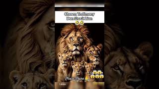 I am a chosen who are you👉Lions in shock hearing the testimony🤣Pls comment share amp Subscribe 4more [upl. by Midas]