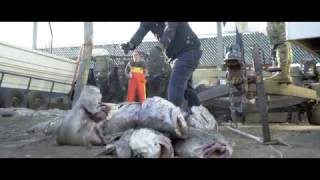 Op Milagro III 66 Dead Totoaba in One Gillnet [upl. by Bej]