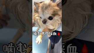 噛む犬から血液を取ってたら。。いつも獣医さんを噛む【極小チワワ】Collecting dog bloodshortsチワワ 血液検査僧帽弁閉鎖不全症 [upl. by Nelaf]