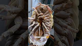 Giant isopod 🤯👀 [upl. by Efrem184]