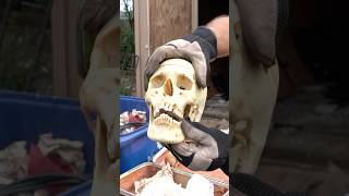 Finding a Human Skull in an Old Locked Suitcase [upl. by Kristine52]