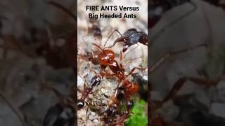 FIRE ANTS Versus Big Headed Ants [upl. by Inor]