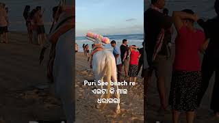 Puri see beach re ଏଇଟା କି ମାଛ ଧରାଗଲାyoutubeshortsviralmusicshortsfeed [upl. by Yltneb]