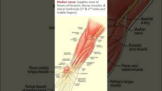 Klumpke’s Paralysis A Quick Overview shorts brachialplexusinjury brachialplexus [upl. by Barde482]