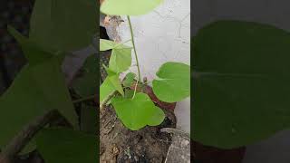 Giloy Plant🌱 at Home  Amrita ko kaise pahchane shortytshortshortvideo [upl. by Phyllys]