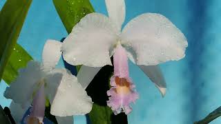 Cattleya trianae fconcolor OFJ orchid [upl. by Nalrah]