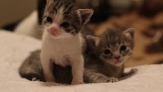 3 Weeks Old Kitten Update [upl. by Jamison]