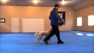 Rosie Labradoodle Dog Training Boot Camp Video [upl. by Gignac]