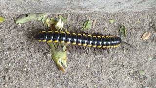 Millipede creeping slowly near road Millipedelifecycle millipedes indianmillipede keeda kenno [upl. by Neibart]