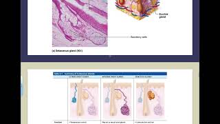 5758 Integumentary System [upl. by Rosette951]