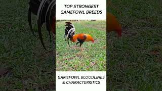 Top Gamefowl of the year 2024 short gamefowl rooster [upl. by Ailin918]