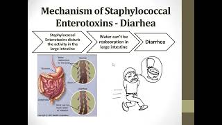 13 Detection and Determination of Staphylococcal Food Poisoning [upl. by Ivie227]