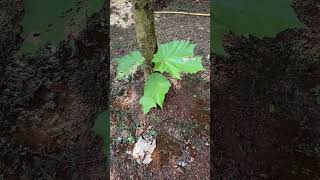 Pterospermum acerifolium leaves [upl. by Aymik]