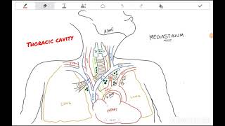 Mediastinal Syndrome SVC syndrome  Simplified English [upl. by Nwahsyd]