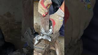 Complete trim of donkeys hoof Cured丨ASMR丨Donkey hoof cutting sound [upl. by Judith610]