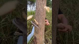 Tree Slicer Test Part 3 – Impressive Cutting Power Shorts [upl. by Florette]