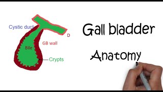 Anatomy of Gall Bladder Gross anatomy Composition Structure Vasculature Innervation amp Function [upl. by Elton]