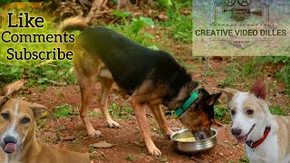 Is Feeding Wheat Chapati amp Biscuits Right for Dogs [upl. by Ahsinyd]