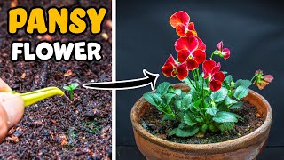 Growing Pansy Flower From Seed 89 Days Time Lapse [upl. by Lyckman]