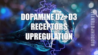 Scientific Dopamine Receptor Upregulation Cortex Activation 🧠 [upl. by Ahseniuq]