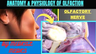 Olfactory System  Anatomy amp Physiology of Smell  Olfactory Nerve  Sense of Smell [upl. by Noj718]