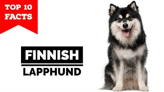 Finnish Lapphund  Top 10 Facts [upl. by Lobel]