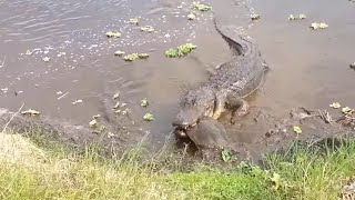 Alligator vs Softshell Turtle [upl. by Enidlareg242]