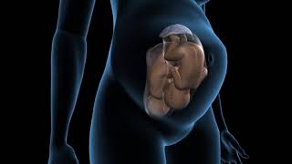 Types of twins pregnancy  Dichorionic twins  3D Anatomical Visualization [upl. by Leuas]