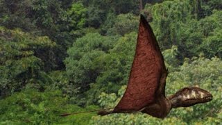 The Incredible Reptiles That Flew 200 Million Years Ago [upl. by Malone929]