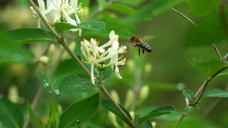 Cornell professor Tom Seeley explains Darwinian beekeeping [upl. by Kirsteni]