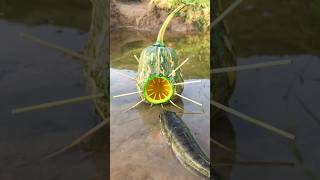 Survival Skills Simple and Useful with Pumpkin Fish trap survival bushcraft outdoors shrots [upl. by Aicsile]