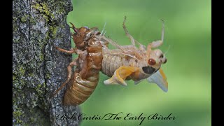 The cicada story part 1 emergence 9088076b [upl. by Gorski]