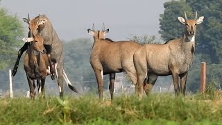 All Nilgai loving excitednilgai [upl. by Berck]