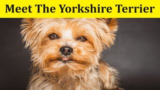 The Yorkshire Terrier [upl. by Deegan]