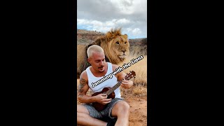 PLAYING MY UKULELE WITH THE LIONS shorts [upl. by Yevre140]