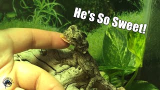 How To Take Care of a Frilled Dragon 🐉 And Why You Need One in Your Life [upl. by Erhart420]