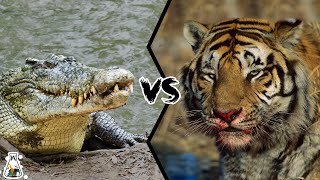 CROCODILE VS TIGER  Who Is The Strongest Predator [upl. by Eshelman76]