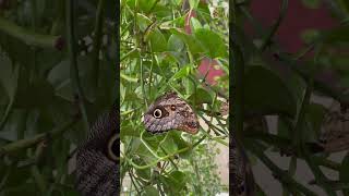 Dubai Butterfly Garden UAE Парк бабочек в Дубай ОАЭ uae dubai vacation dubai dubailife [upl. by Perice]