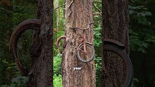 Part 207 When a Tree Eats a Bike [upl. by Leeke]