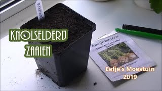 knolselderij zaaien 2019 Eefjes Moestuin [upl. by Dowling]