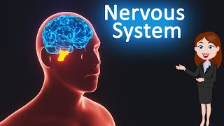 Nervous system  Control and Coordination 3D animated explanation 10th class  Science [upl. by Nylarej]