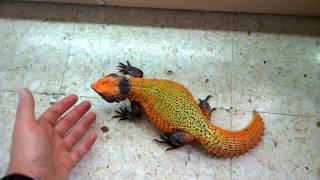 Impresionante Uromastyx Flame [upl. by Ardnaxela]