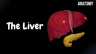 Liver Anatomy Function Topography External Structures Ligaments [upl. by Kcirttap]