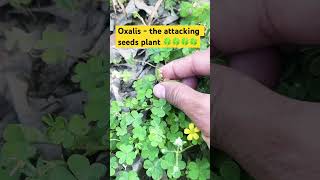 OXALISThe attacking seeds plant🍀botanybiologyflorafaunasciencesciencefactsviralvideo🍀🍀 [upl. by Laufer2]