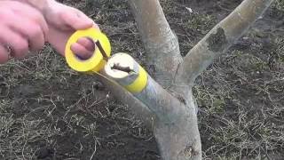 Прививка яблони Grafting Apple trees [upl. by Hilbert981]