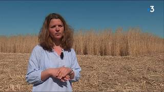 Ariège  le miscanthus une alternative écologique et durable au bois de chauffage [upl. by Coffee]