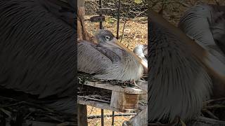 baby Pinkbacked pelican pelicans gulflife1 shorts [upl. by Eldora]